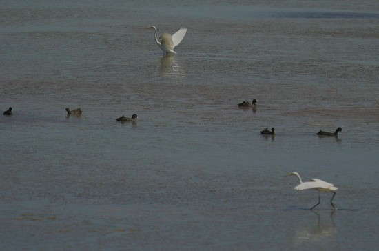 9月6日，白露时节临近，在滨海新区宁车沽附近的一大片坑塘内，成群的白鹭飞舞。