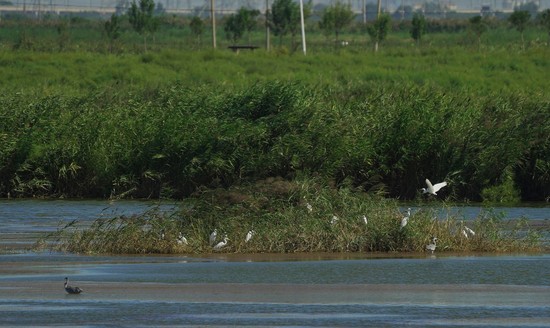 9月6日，白露时节临近，在滨海新区宁车沽附近的一大片坑塘内，成群的白鹭飞舞。