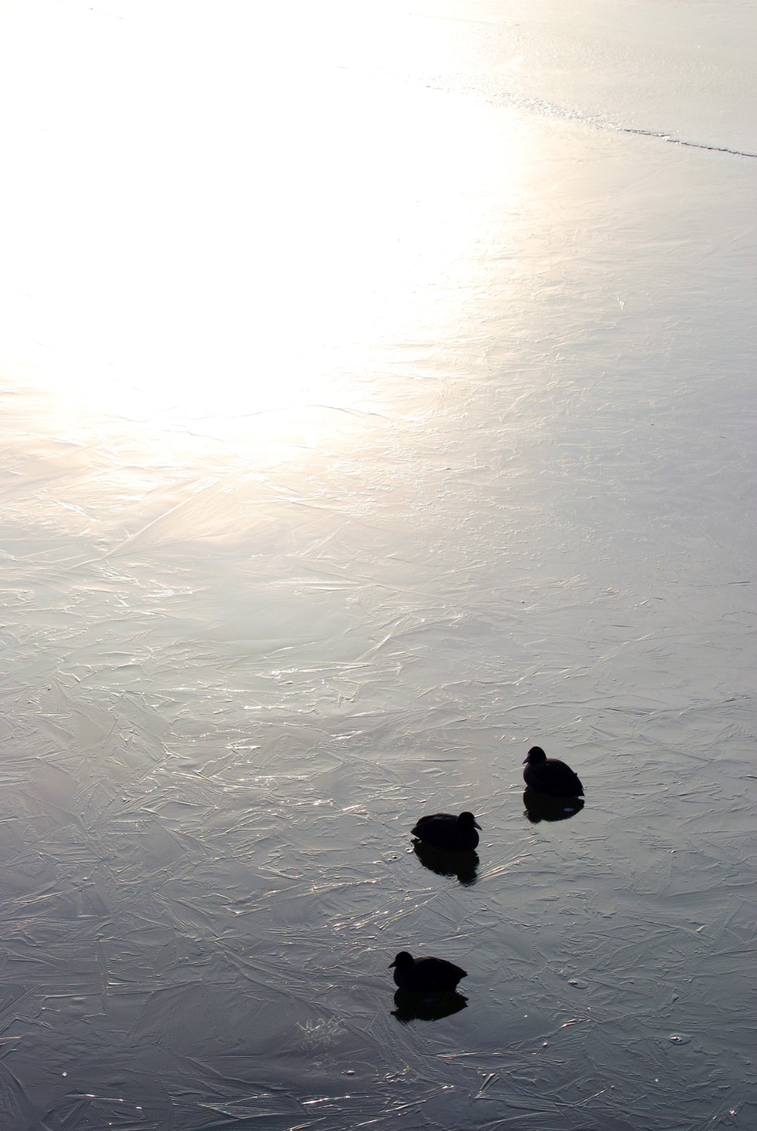 连日来，受强冷空气影响，滨海新区河流水面封冻。12月18日，记者在滨海新区北部片区蓟运河沿线看到河面结冰，白色的流凌已覆盖了成片河面。寒风中，数只野鸭子在冰面上停留、嬉戏，形成一道生机勃勃的冬日美景。（记者 戈荣喜 摄影报道）
