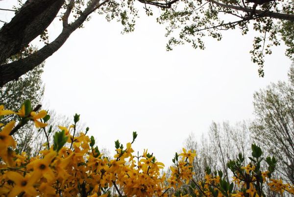 津滨网讯（记者 戈荣喜 摄影报道）塘沽森林公园连片樱花迎来盛花期，吸引不少市民和游客前来观花赏景。4月14日，记者在公园内的樱花园看到，连片的樱花开得正艳，踏青赏花的市民和游客络绎不绝。“这里满树的樱花盛开，真是太美了！太好看了!”一位来自河北省的游客，边拍照边对记者说，她们一家是专程来樱花园观赏樱花的。这里除了樱花，还有碧桃、海棠等各种花也都竞相绽放，把公园与湖岸妆点得姹紫嫣红，五彩缤纷，成为春日里一道美丽的自然景色。